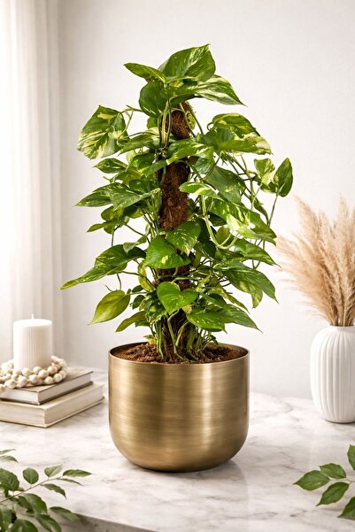 Valda ÇAP 20 METAL GOLD ESKİTME SAKSI