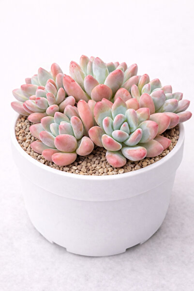 Mialys Sukulent ‘Elaine’ Çiçek Açan Pembe İthal Koleksiyonluk Tür - 8 cm Saks...