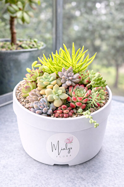 Mialys Premium İthal Sukulent Aranjmanı Hediyelik Canlı Bitki - 12 cm Saksılı...