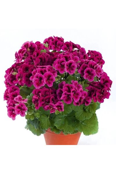 TohumBul Clarion Violet Menekşe Çiçekli Sardunya Canan Çiçeği Fidesi (1 Fide)