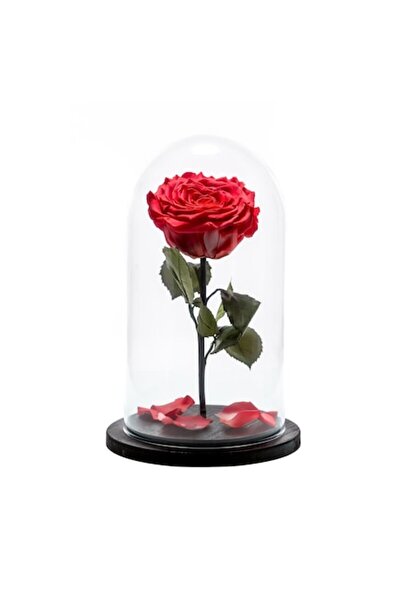 OEM Coral Preserved Rose Maison d'Or