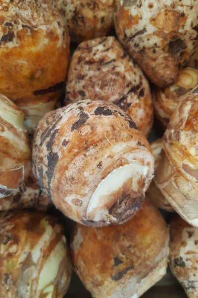 bahcemdenonline KOLAKAS GÖLEVEZ 10 kg