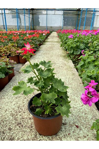 A&N Florya Vadi Yıldız Sardunya (Stellar Pelargonium) Canlı Bitki – Nadir Tür...