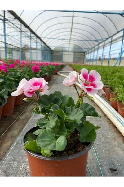 A&N Florya Vadi Canlı Sardunya Çiçeği Pembe Beyaz – Gözlü Sardunya (Pelargoni...