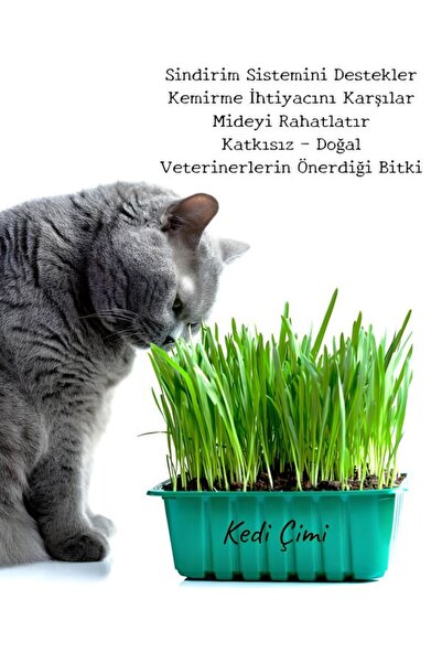 Bitkim Sende Saksıda Yetişmiş Canlı Filizli Kedi Otu – Kedi Çimi 15-20 cm
