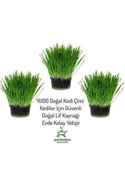 Nura Botanik Kedi Çimi Canlı Saksı Bitki – Kediler İçin Hazır Otu 3 Adet 12'l...