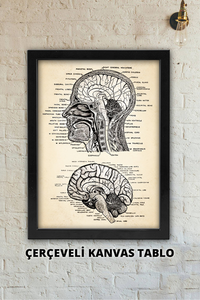 Atika Baş Ve Beyin Anatomisi, Beyin ve Sinir Cerrahi, Doktora Hediye / Çerçev...