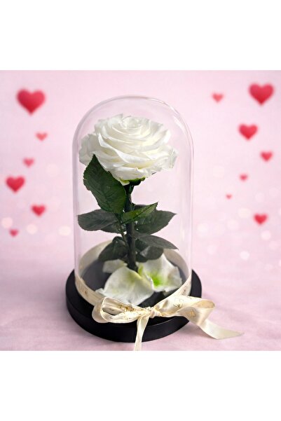 velve Eternal floral arrangement - white cryogenic rose in glass dome