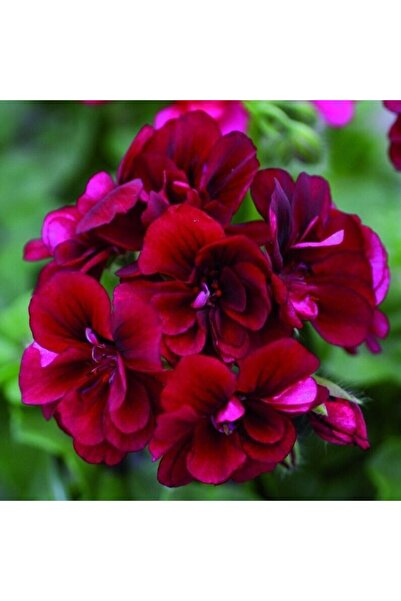 TohumBul Ender Bitki Katmerli Sarkan Grandeur İvy Velvet Sakız Sardunya Fides...