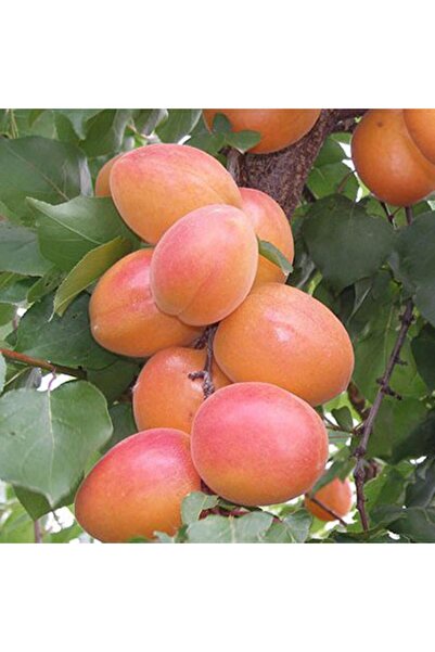 ASES 3 YAŞ TÜPLÜ ORANGE RUBY KAYISI FİDANI,BOY 150-170 CM