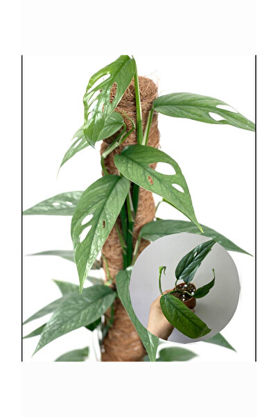 nazlı çiçekçilik Epipremnum Pinnatum Cebu Blue Fide 5,5lik Saksıda