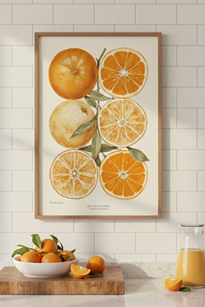 Bolvyra Portakal İllüstrasyon Poster | Vintage Botanical Meyve Tablosu | Mutf...