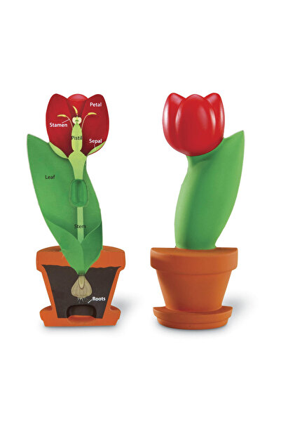 Learning Resources Flower section model