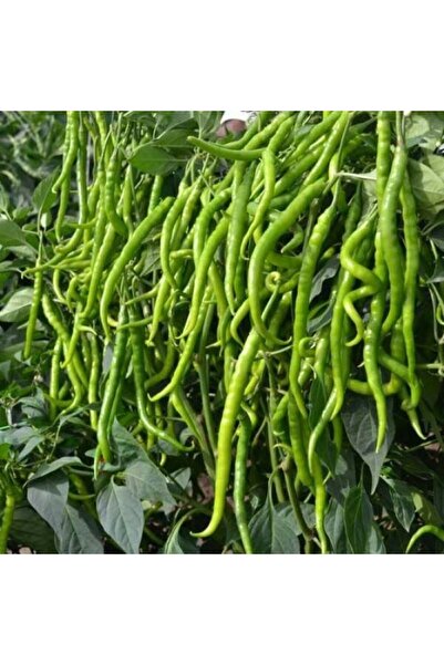 Sümer Tohum 20 Adet Yerli Doğal Acı Kıl Biber Tohumu