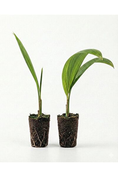 ZehraGümüşhanGarden Zehra Gümüşhan Garden 2'li Tüylü Palmiye Fidanı - Soğuğa ...