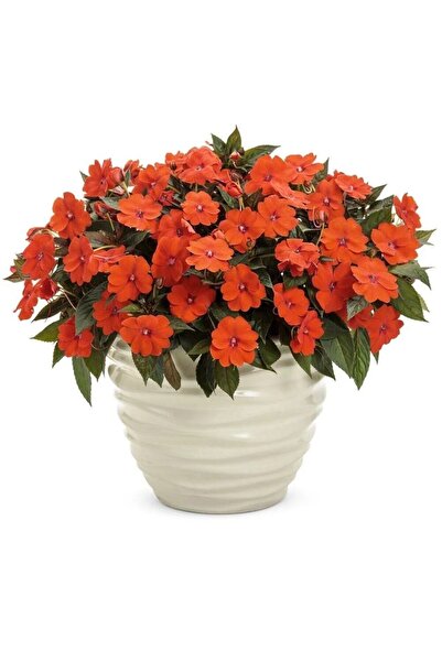 AnamurNaturel Özel Tür Turuncu Magnifico Orange Yeni Gine Cam Güzeli Çiçeği F...