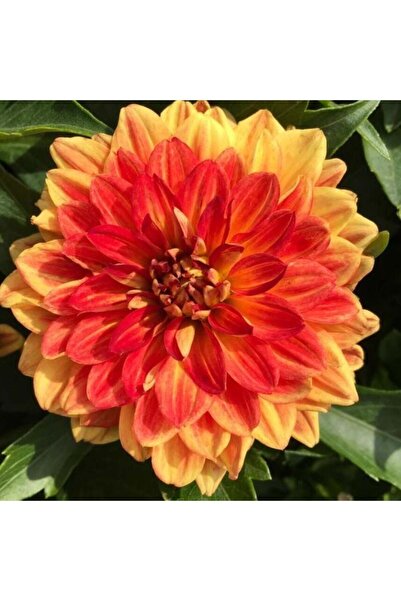 AnamurNaturel İri Çiçekli Lubega Power Orange Dahlia Çiçeği Fidesi (1 Adet)