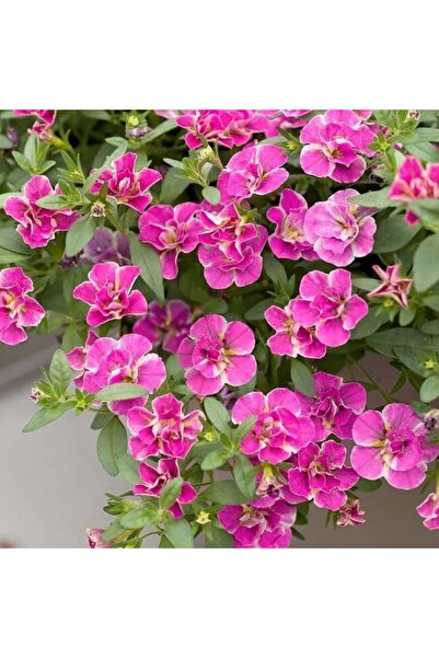 AnamurNaturel Calita Katmerli Double Pink Splash Petunya Çiçeği Fidesi (1 Adet)