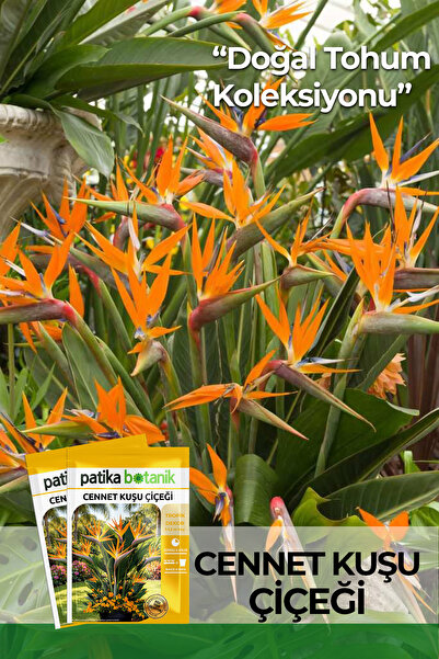 Patika Botanik 3 Adet Cennet Kuşu Çiçeği Tohumu (Strelitzia Reginae)