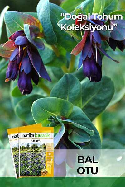 Patika Botanik 10 Adet Bal Otu Tohumu
