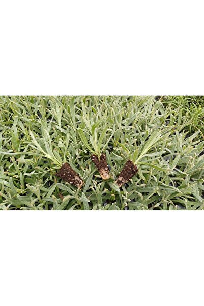 Fideon Akdeniz Aromatik Bitkiler Fidesi | Lavanta – Biberiye – Kekik | 3’lü S...