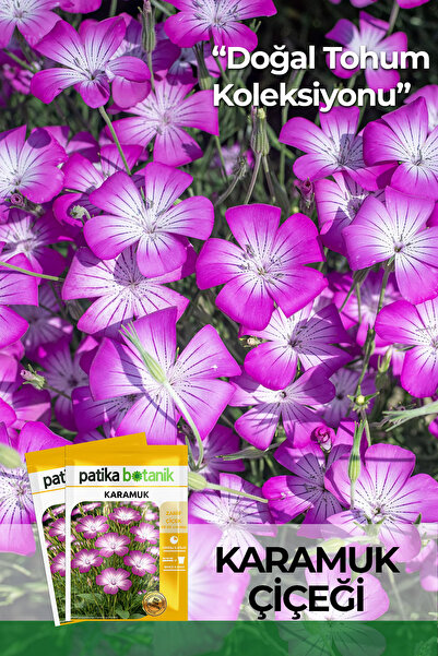 Patika Botanik 100 Adet Karamuk Çiçek Tohumu (Agrostemma Githago)