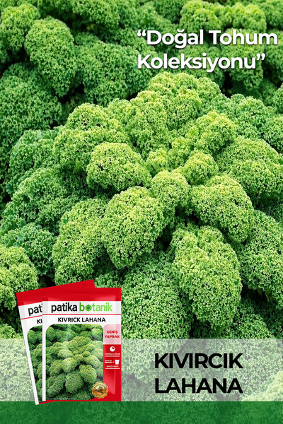 Patika Botanik 50 Adet Kıvırcık Lahana Tohumu