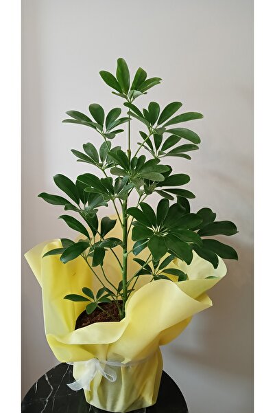 avşar çiçekçilik Şeflera (schefflera ) Salon Ofis Çiçeği 65 - 70 Cm Yeşil