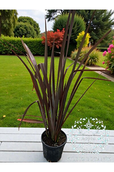 YILDIZ BOTANİK Phormium Tenax Bronze Bitkisi Formium Yeni Zelanda Keteni Fida...