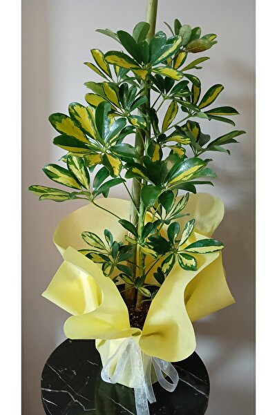 avşar çiçekçilik Şeflera Salon Çiçeği ( Schefflera ) Sarı Yeşil Alacalı 65-70 Cm
