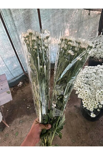 Papatya Kesme pat beyaz 5 dal 65 70 cm istediğiniz sayıda koli yapılır