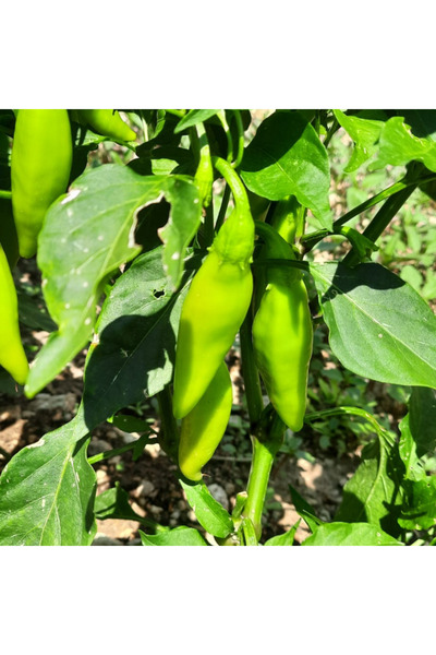 Sümer Tohum 10 Adet Yerli Doğal Balık Biberi Tohumu