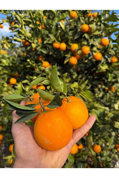 Granbusa Finikeden 10kg Sıkmalık Portakal (İlaçsız Üretim)