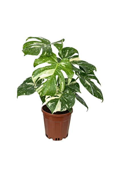 Fidanburada Deve Tabanı (Monstera Deliciosa Albino Variegata)