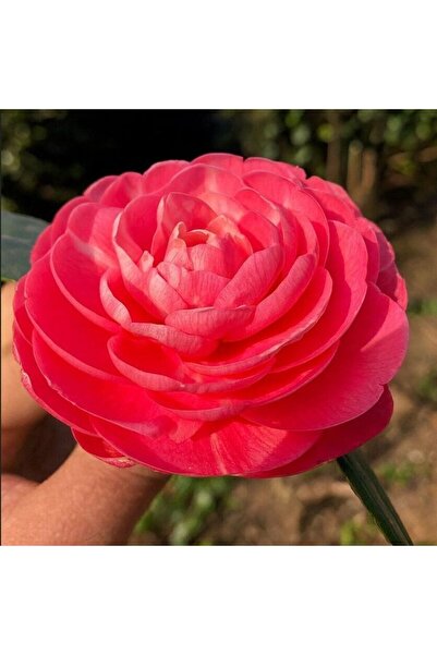 Mutlu Paket Mini Saksıda Katmerli Pembe Katmerli Kamelya Fidesi (5-10 cm)