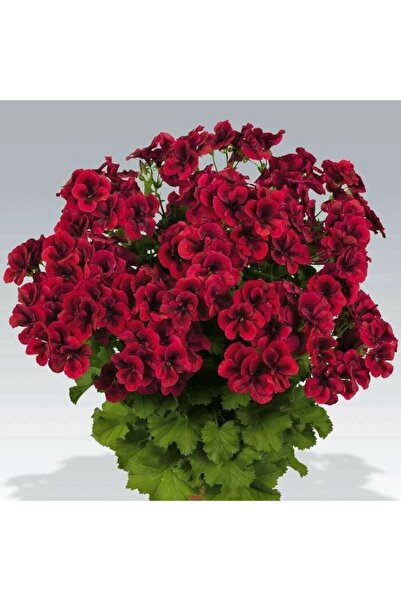 Mutlu Paket Clarion Dark Red Koyu Kırmızı Çiçekli Sardunya Canan Çiçeği Fides...