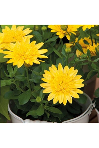 Mutlu Paket Çok Yıllık Erato Double Yellow Katmerli Bodrum Papatyası Çiçeği F...