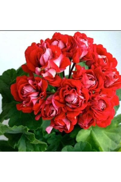 Mutlu Paket Özel Rosebud Vectis Katlı Çiçekli Olan Gül Sardunya Çiçeği Fidesi...