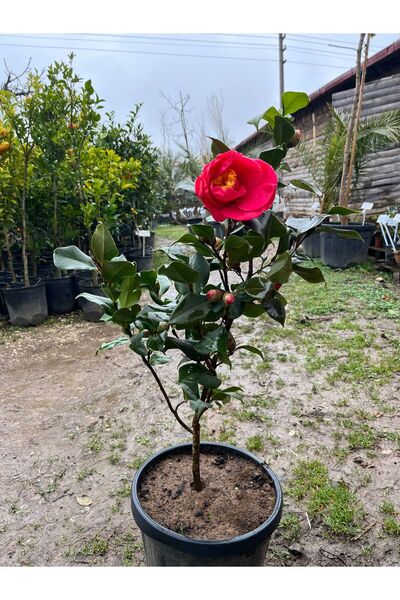 Botanik Market kamelya