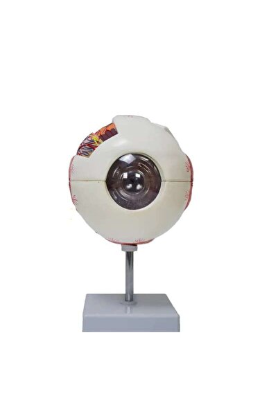 TeTea Mulaj de anatomie Tetea, ochiul uman marit de 6x