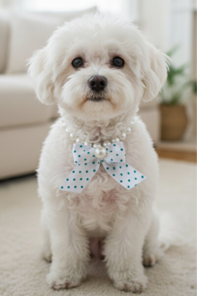 Stoneage قلادة للكلاب مزينة باللؤلؤ - طوق - سلسلة