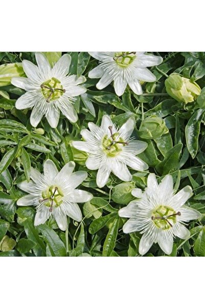 TacirDepo Tüplü Soğuklara Dayanımlı Kokulu Beyaz Çiçekli Passiflora Constance...