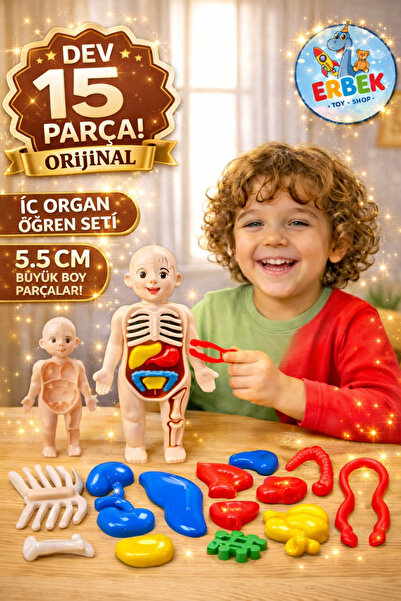 Erbek İnsan Vücudu Anatomisi Eğitici Oyuncak | Organ Bul Tak Yapboz Oyun 20 c...
