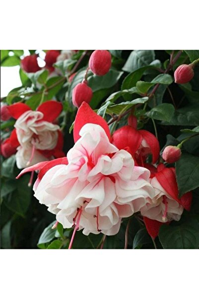 TacirDepo Sarkan Dev Çiçekli Fuchusia Swingtime 2XL Katmerli Küpeli Küpe Çiçe...