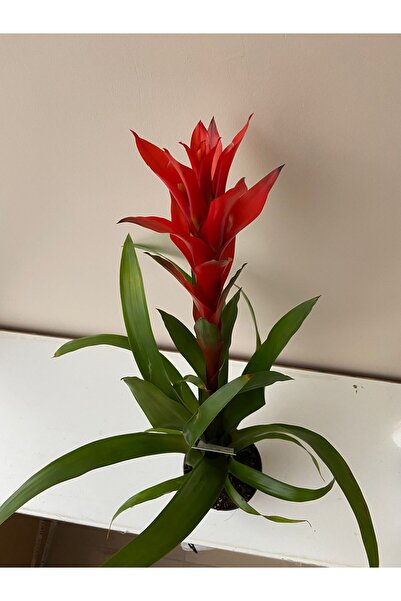 ÇELİK PEYZAJ VE ÇİÇEKÇİLİK guzmanya (guzmania) ev ofis bitkisi