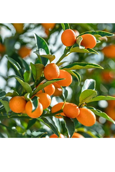 Labari 3 Kg Taze Dalından Doğal Kumkuat Meyvesi Kamkat Kumkat