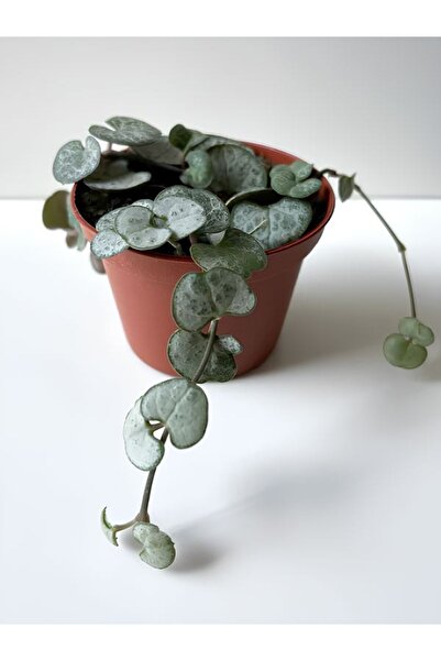 Bitkim Sende Hoş Görünümlü Kalp Kalbe Kalp Sarmaşığı 8,5 Saksı İç Mekan Çiçeği