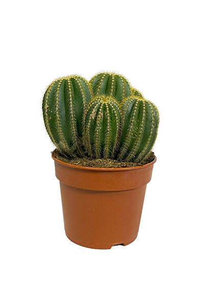 Ernaz Bitki Dünyası Mammillaria Spinosissima Kaktüs | Büyük Boy