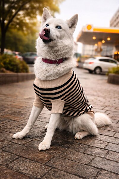 %100 Pamuk Çizgili Köpek Kazağı - Deri Etiketli Ekru/Siyah Köpek Kıyafeti