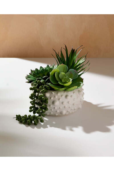 REDTAG Green Succulent In Pot